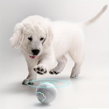 Pet Supplies